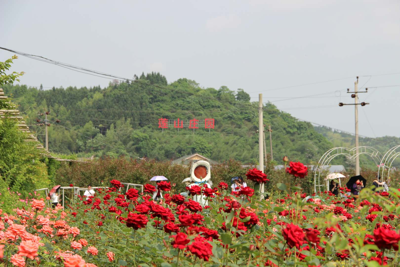 玫瑰園 玫瑰園