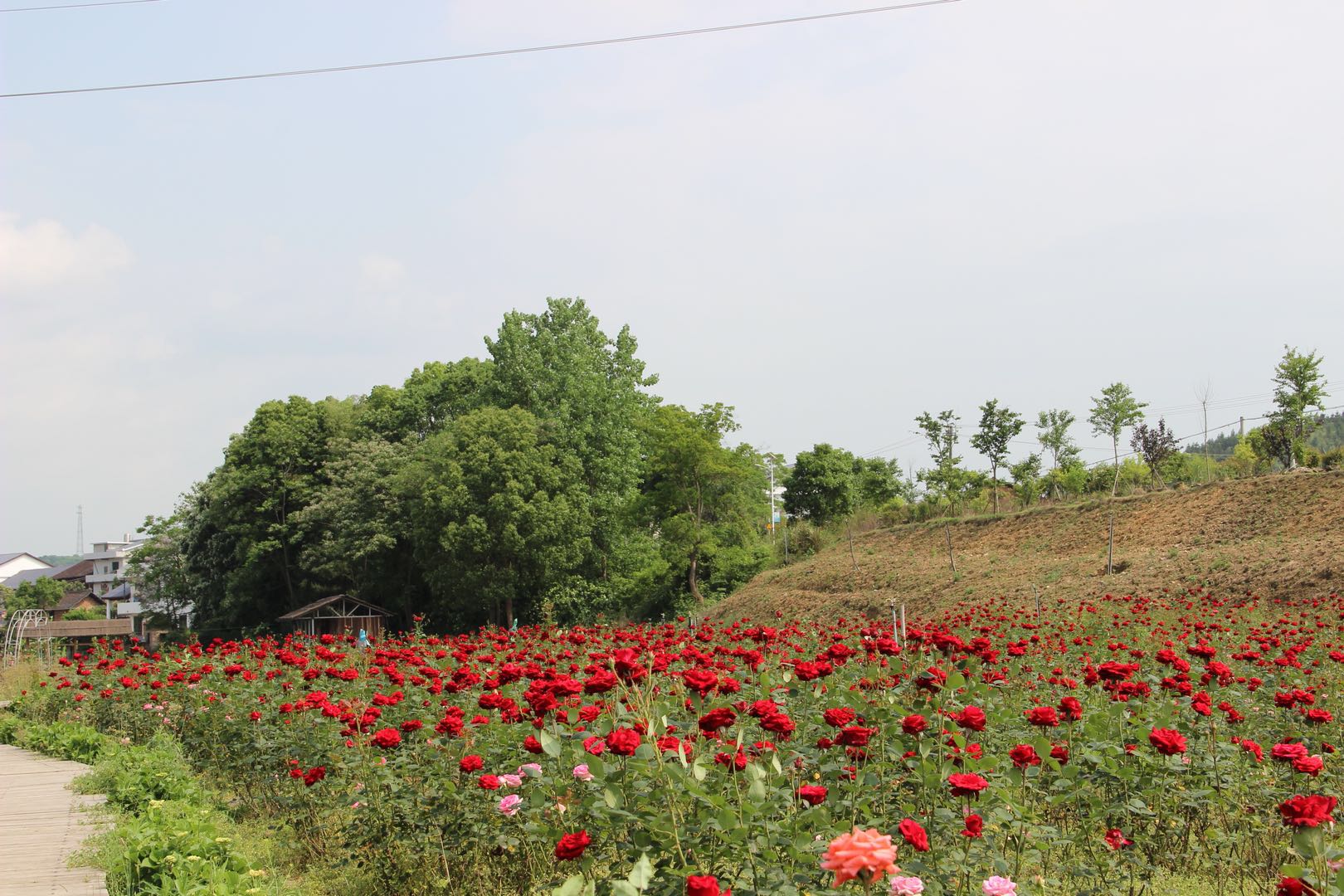 玫瑰園 玫瑰園