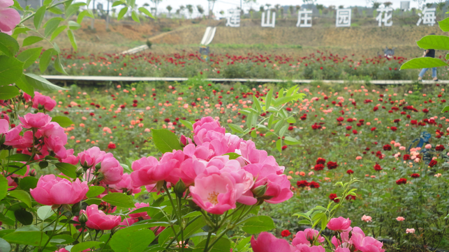 蓮山莊園花海 蓮山莊園花海
